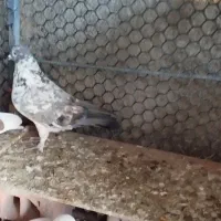 پرنده|پرنده|خان ببین, |دیوار