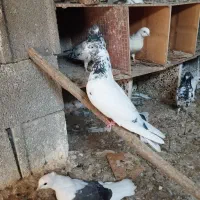 کبوتر پاکستانی دوکت سوزپرشوبوشهری