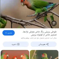 طوطی برزیلی سبز