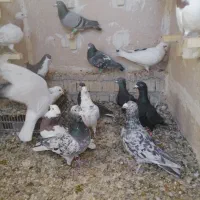 دس کفتری فروشی