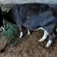 تلیسه 6ماهه
