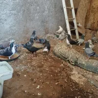 بیست تا نر پلاکی|پرنده|برازجان, |دیوار