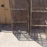 جفتگاه کفتر گنجه