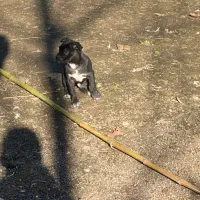 توله پیتبول پیت بول|سگ|تولم شهر, |دیوار