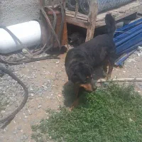 سگ روتوایلر
