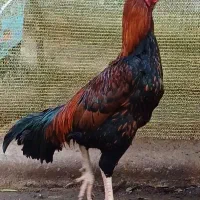 خرورس لاری|حیوانات مزرعه|خمام, |دیوار