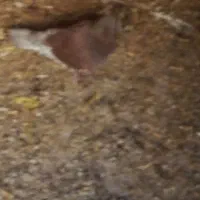 کفتر فروشی  و یک عدد اسباب بازی|اسباب‌بازی بچه|سبزوار, پیروزی|دیوار