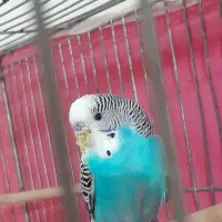 مرغ عشق نر|پرنده|لنجان, |دیوار