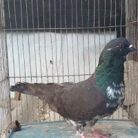 کبوترقاره