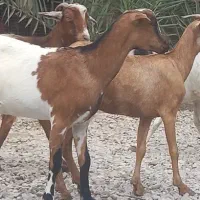 8تا بز تالی و محلی مخصوص داشت کشتن چاق چله|حیوانات مزرعه|بندرعباس, |دیوار