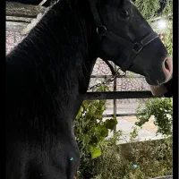 اسب فروشی|اسب و تجهیزات اسبسواری|رفسنجان, |دیوار