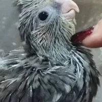 جوجه عروس هلندی