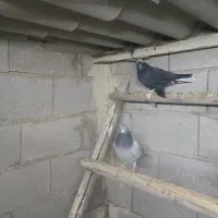 کبوتر|پرنده|تبریز, |دیوار