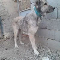 سگ سرابی