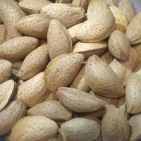 فروش عمده وخرده بادام سنگی، مامایی وشاهرود7و8|خوردنی و آشامیدنی|شیراز, محراب|دیوار