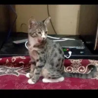 گربه