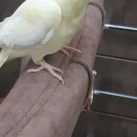 عروس هلندی نر و ماده
