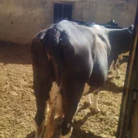 فروش دو راس گاو و گوساله