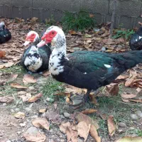 اردک اسرائیلی وپکنی