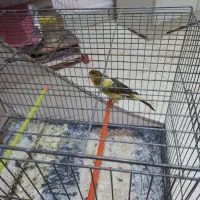 قناری رسنی بلند