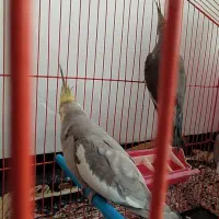 عروس هلندی|پرنده|مریوان, |دیوار