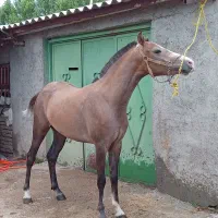 اسب|اسب و تجهیزات اسب‌سواری|اردبیل, |دیوار