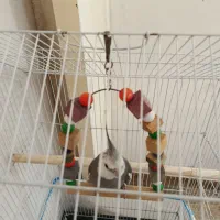 طوطی عروس نر|پرنده|تولم شهر, |دیوار