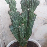 سه عدد کاکتوس صخره ای