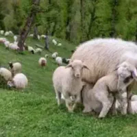 بره کوچک نر