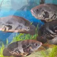 ماهی اکواریوم