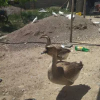 قوقاز