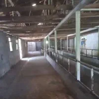 اجاره سوله جهت پرورش دام ،مرغ و بوقلمون و طیور