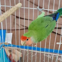 طوطی برزیلی|پرنده|خورموج, |دیوار