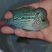 ماهی فلاور مفت ۸۰۰ تومن