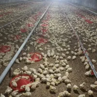 نیازمند کارگر مرغ گوشتی ماهر با ثابقه