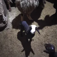 ی عدد بره شیری نر ۱۰ روزه