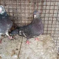 کبوتر پرشی|پرنده|بندرعباس, |دیوار