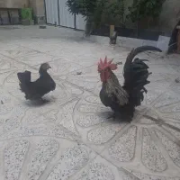 مرغ خروس جاپنیز  جوان