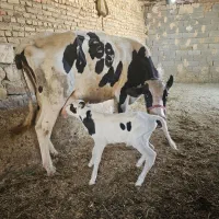 گاو گوساله