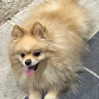 واگذاری سگ پامرانین|سگ|تهران, مینای شمالی (مخبر)|دیوار