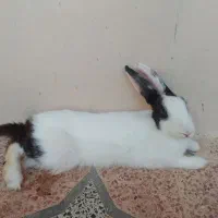 خرگوش