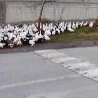 فروش اردک  شالیزاری|حیوانات مزرعه|گزنک, |دیوار