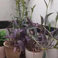 گل طبیعی وسرحال باگلدان|گل و گیاه طبیعی|اصفهان, عمان سامانی|دیوار