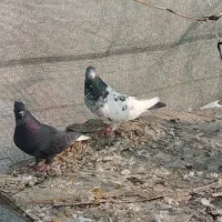 کفتر|پرنده|بومهن, |دیوار