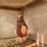 طوق زرد (نر)