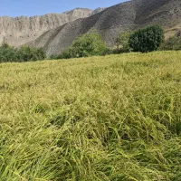 برنج دم سیاه دره ارغوان درگز