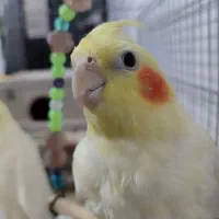 یک جفت عروس هلندی لوتینو|پرنده|سلطانیه, |دیوار