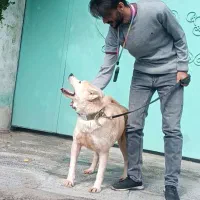 اکیتا ژاپنی نر و ماده اماده|سگ|تهران, ایوانک|دیوار