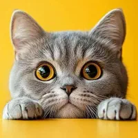 پلی ‌کلینیک دامپزشکی آرتا