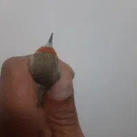 سهره سقا گلبسر